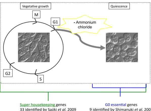 Figure  1.3.  Summary  of  past  studies  on  S.  pombe  quiescence  (G0  phase)  regulation