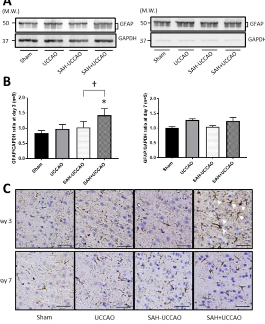 図 11:  穿破側大脳皮質における reactive astrogliosis に対する脳低灌流負荷によ る影響