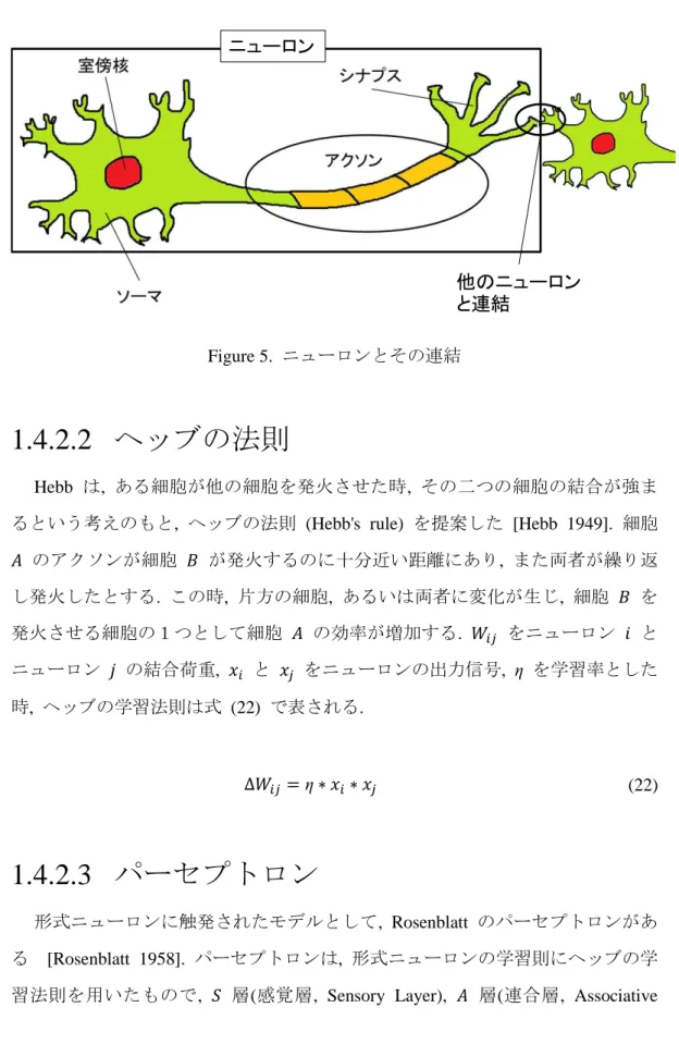 Figure 5.  ニューロンとその連結