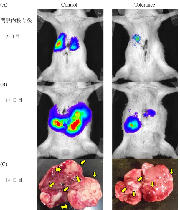 Figure 4  IVIS imaging system で観察した肝転移形成状況 