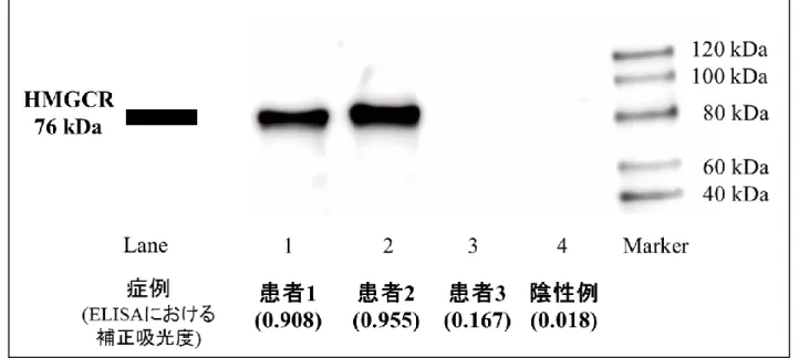 図 4  Western blot 結果 