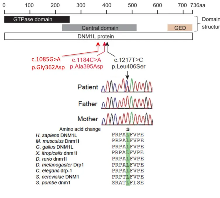 図 1 DNM1L 遺伝子解析