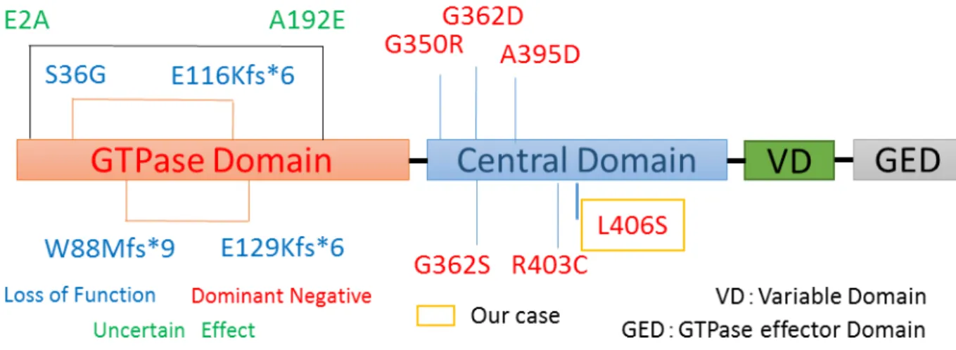 図 3  現在までに報告されている DNM1L 変異 