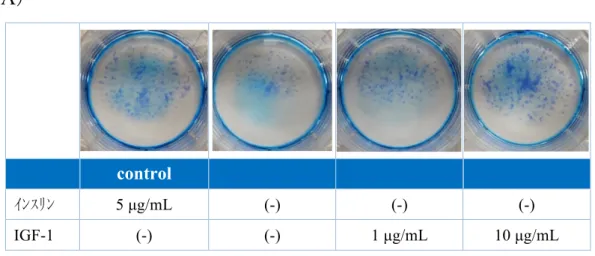 図 3  IGF-1 を培地に添加した際の colony forming assay の結果