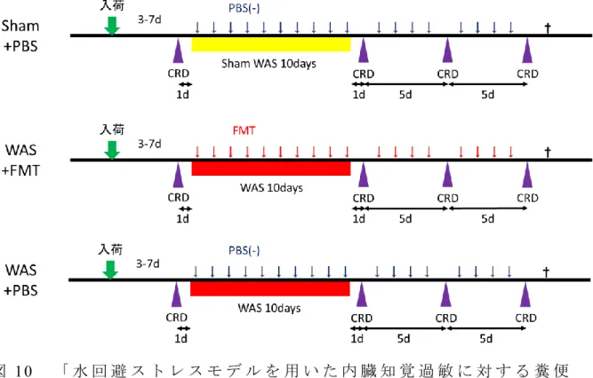 図 10 「 水 回 避 ス ト レ ス モ デ ル を 用 い た 内 臓 知 覚 過 敏 に 対 す る 糞 便 微 生 物 移 植 の 有 効 性 の 検 討 」 の タ イ ム ラ イ ン