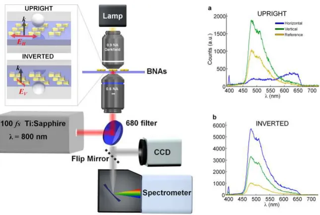 Figure 1.14: Au bowtie nanoantenna arrays in upright and inverted conguration and the associated experimental setup
