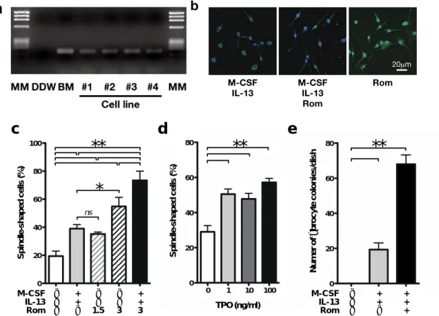 図 2  マウス fibrocyte 細胞株の MPL 発現及び MPL の活性化による in vitro で のマウス fibrocyte の分化促進。  (a) RT-PCR の結果。骨髄造血細胞及び全ての マウス fibrocyte 細胞株において MPL の発現を認めた。   (b)  蛍光免疫組織染色 の結果。 Rom の投与により fibrocyte の分化が促進され、collagen I の発現が増 強された。(c)  細胞株の培養実験の結果。Rom の投与は分化して紡錘形を呈し た fibr