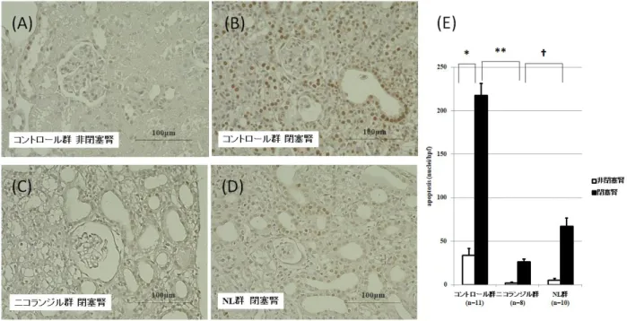 図 5. Single strand DNA (ssDNA)染色．ssDNA 染色において尿細管アポトーシスの評価を 行った。コントロール群において、閉塞腎 (B) では非閉塞腎 (A) と比較して有意に ssDNA 陽性尿細管細胞数の高値を認めた（217.6 ± 13.6 vs.33.9 ± 7.80 nuclei/hpf ,*p≺0.0001）。 閉塞腎において、ニコランジル群(C)ではコントロール群(B)と比較し ssDNA 陽性尿細 管細胞数は有意に低値であった（ 26.5 ± 3.0 vs