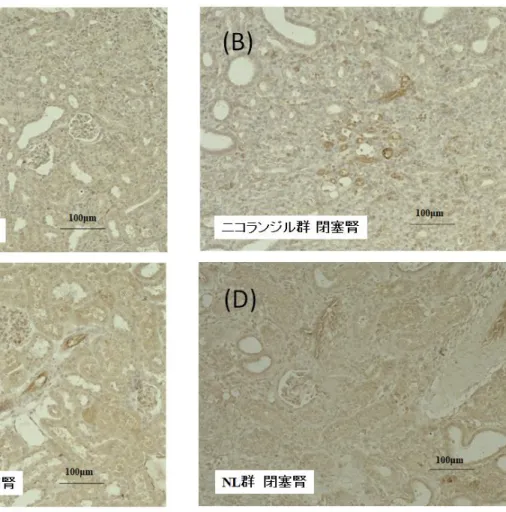 図 7.eNOS 免疫染色． NOS 2 (induced NOS; iNOS) 及び NOS 3 (endothelial NOS; eNOS) 染 色の発現を、コントロール群およびニコランジル群について免疫組織染色で評価した。