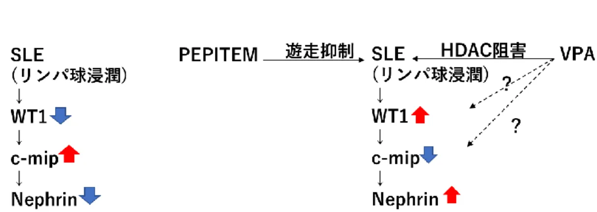 図 21.  VPA 及び PEPITEM による c-mip 減弱の機序の仮説  a. 1.炎症病態によるポドサイト傷害が WT1 発現低下につながる。  2.その結果 c-mip の転写抑制が解除され c-mip 発現が上昇する。  3.Fyn のリン酸化阻害を介したネフリンの発現低下が起こる。  b