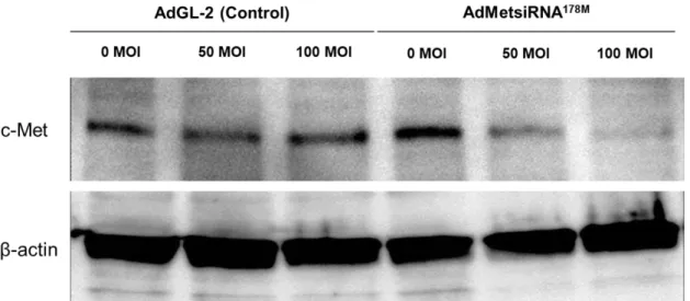 図 6  siRNA による NL17 細胞株の c-Met ノックダウン 