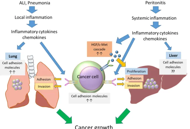 図 19  感染性侵襲に伴う肺及び肝への転移腫瘍形成のメカニズム 