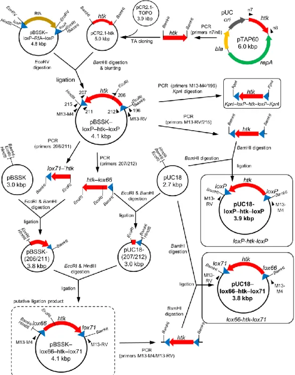 Fig. 2 Construction of plasmids containing a loxP–htk–loxP cassette or lox66–htk–lox71 cassette