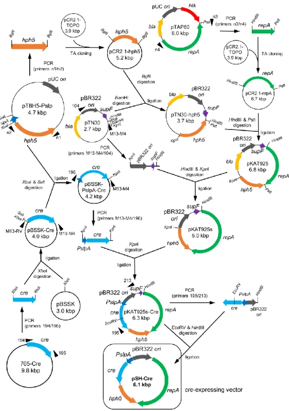 Fig. 4 Construction of the cre-expressing vector pSH-Cre. pSH-Cre is a E. coli-T. thermophilus  shuttle vector containing the Hm-selectable marker, hph5