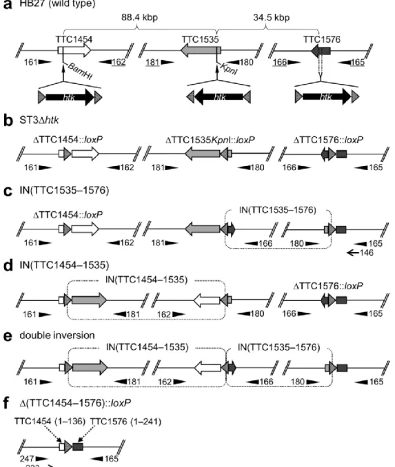 Fig. 8 Schematic representations of the chromosomal location of the three disruption target genes and  possible  Cre-mediated  chromosomal  rearrangements