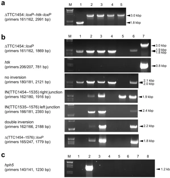 Fig.  10  PCR  analyses  of  the  triple  gene  disruptants.  The  genomic  regions  analyzed  by  PCR  are  indicated on the left
