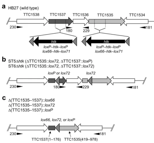Fig.  11  Schematic representations of  the gene disruption of TTC1535 and TTC1537 using  loxP–htk–
