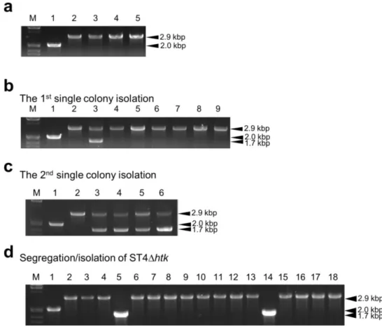 Fig. 12 PCR analyses of TTC1535  disruptants using the lox66–htk–lox71  cassette. The TTC1535  locus was analyzed by PCR using the primers 180/181