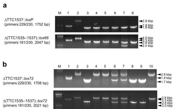 Fig. 13 PCR analyses of double gene disruptants using loxP–htk–loxP and lox66–htk–lox71 cassettes