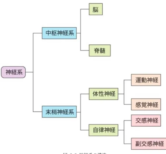 図 2.2 神経系の構造 
