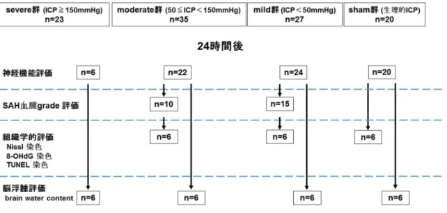 図 5:  実験動物の振り分けと評価項目
