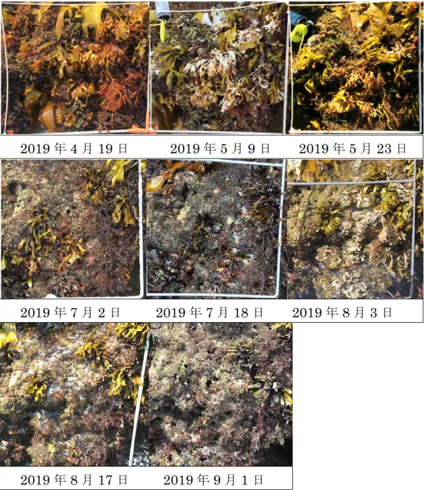 Fig. 7  潮間帯（Sta. 2）における方形枠内の季節変化 