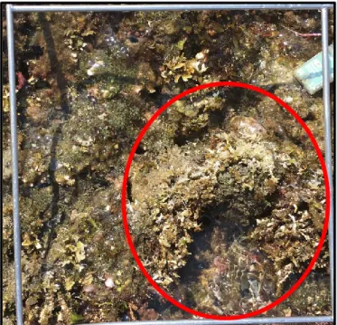 Fig. 8  Sta. 2 におけるサンゴモ類の白化の様子（2019 年 8 月 3 日） 