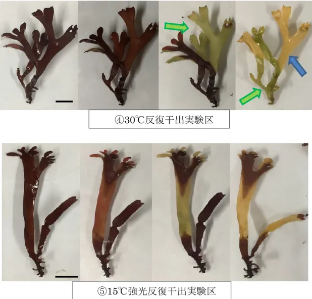 Fig. 11  白化再現実験Ⅰにおけるヒトツマツ藻体の体色の変化（続き） 