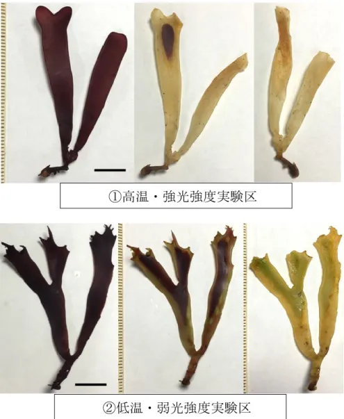Fig. 15  白化再現実験Ⅱにおけるヒトツマツ藻体の体色の変化 