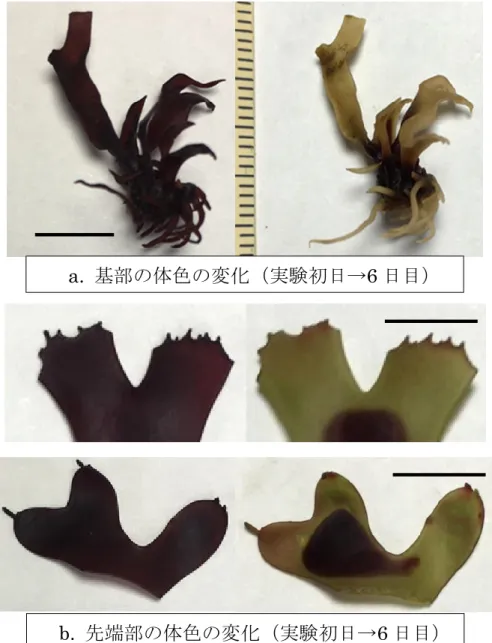 Fig. 17  白化再現実験Ⅱおけるヒトツマツ藻体各部位の体色の変化 