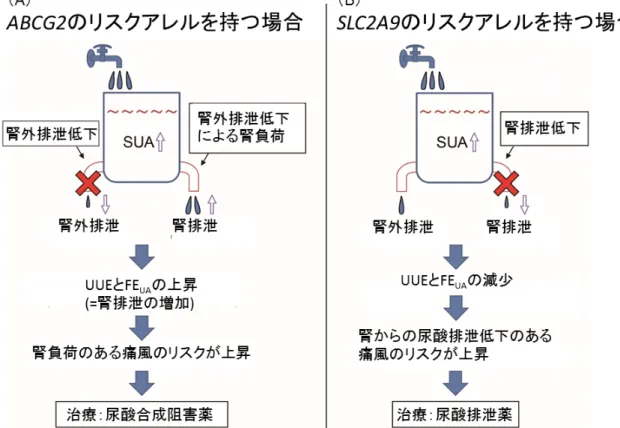 図 15  トランスポーターの遺伝子多型によるコンパニオン診断の可能性 