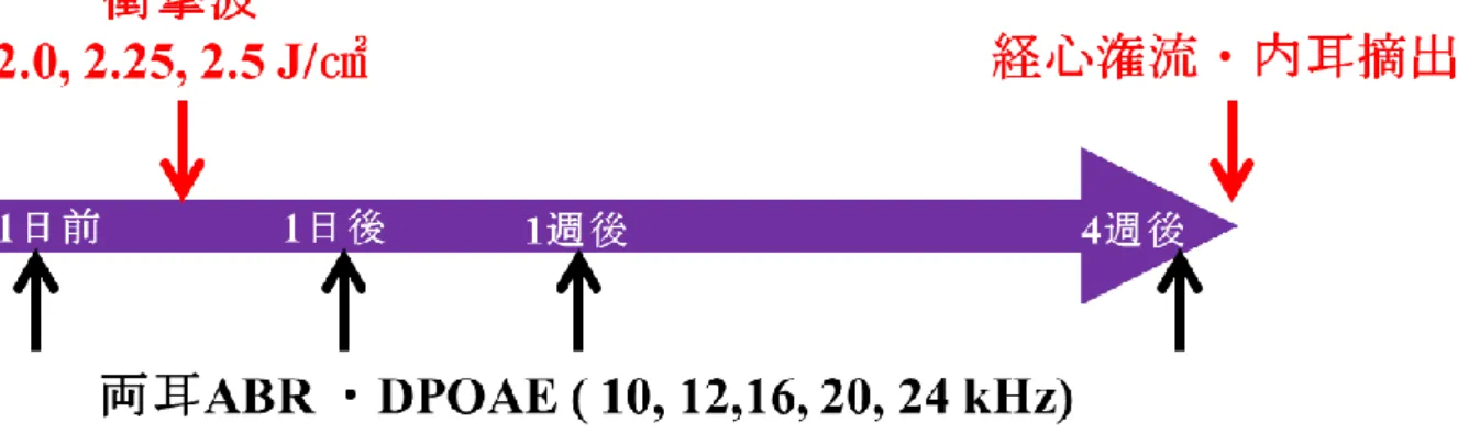 図 6   実験 1 “内耳爆傷による末梢の変化”のスケジュール