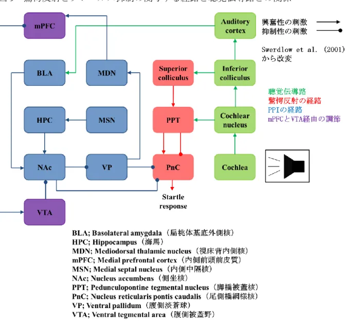 図 9   驚愕反射とプレパルス抑制の関与する経路と聴覚伝導路との関係