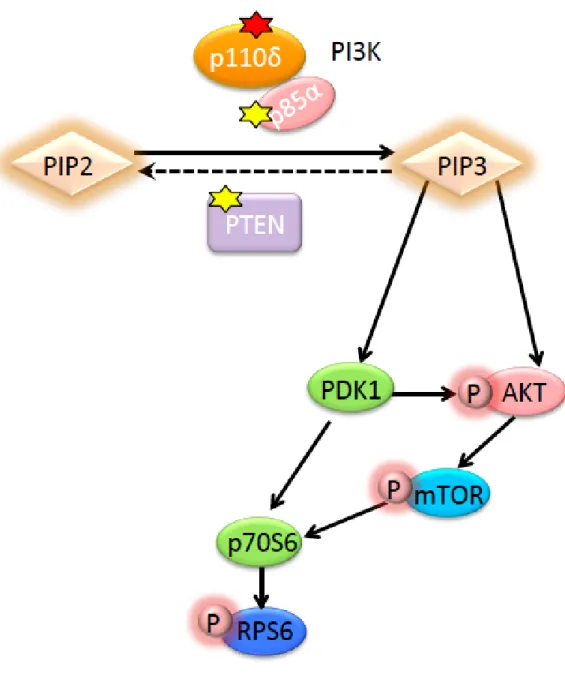 図 11 PTEN 機能喪失変異と APDS について模式図