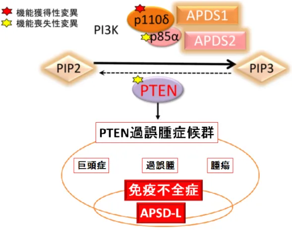 図 12 PTEN 変異と APDS 類似免疫不全症   (APDS-L)  について模式図 PTEN の機能喪失により発症する PTEN 過誤腫症候群では、巨頭症、過 誤腫、さまざまな腫瘍発生という症状を呈する。それらに加え、 APDS 類似 の免疫不全症   (APDS-L)  を発症することを今回証明した。