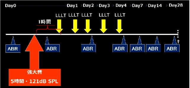 図 6  強大音負荷、聴力閾値評価、LLLT 実施、および断頭までの実験の流れ。  LLLT は 1 日 30 分、5 日間連続で実施した。出力密度は 110 mW/cm 2 または 165  mW/cm 2 のいずれかとした。初回の LLLT は強大音負荷終了 1 時間以内に開始し た。聴力閾値は ABR を用いて計 7 回測定した。強大音負荷終了後 28 日目に断 頭し、右蝸牛を摘出した。 