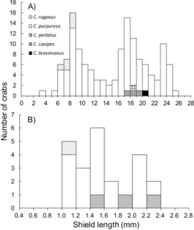 Fig. 3. Size-frequency distributions of morphologically  identified crabs (A) and genetically identified  early juveniles (B) of land hermit crabs collected  on Chichijima Island