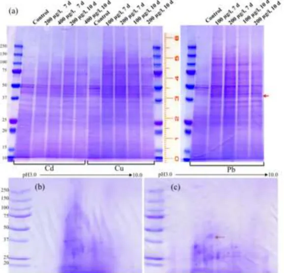 Figure 1 Click here to download Figure Fig.1.tiff 