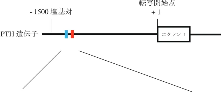図 5  PTH 遺伝子プロモーター領域の CpG 部位 　これまでメチル化解析されてきた CpG 部位を赤色で、今回あわせて解析し た CpG 部位を青色で表した。今回メチル化解析した 2 つの CpG 部位とその 近傍の塩基配列を示した。- 1500 塩基対 転写開始点    + 1 PTH 遺伝子 37