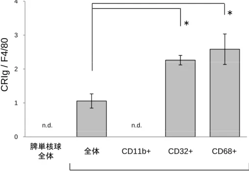 図 3 3 4  * * F4/80 1 2  n.d.n.d.CRIg /  0  Spleen MNCs Liver MNCs CD11bP CD32P CD68全体P脾単核球 全体 CD11b+ CD32+ CD68+ 肝単核球 図 3