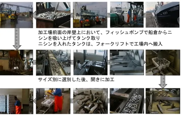 図 3.1.13  水産加工会社 Fiskernes Filetfabrik A/S（ニシンの開き加工） 