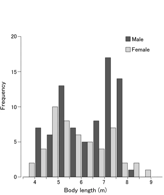 Fig. 7    Frequency distribution of body length. Vertical axis shows frequency of body length  class (50 cm interval) 4 5 6 7 8 905101520FrequencyBody length (m)MaleFemale