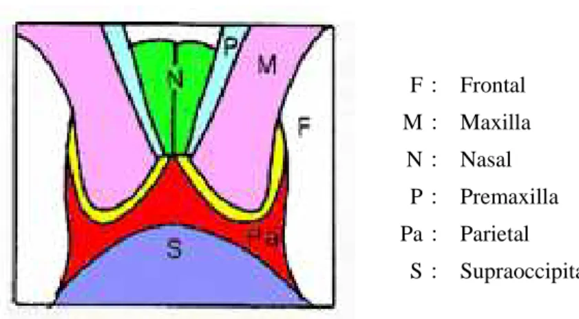Fig. 14    Schema of the vertex of the skull of common minke whale from North Pacific (from: 