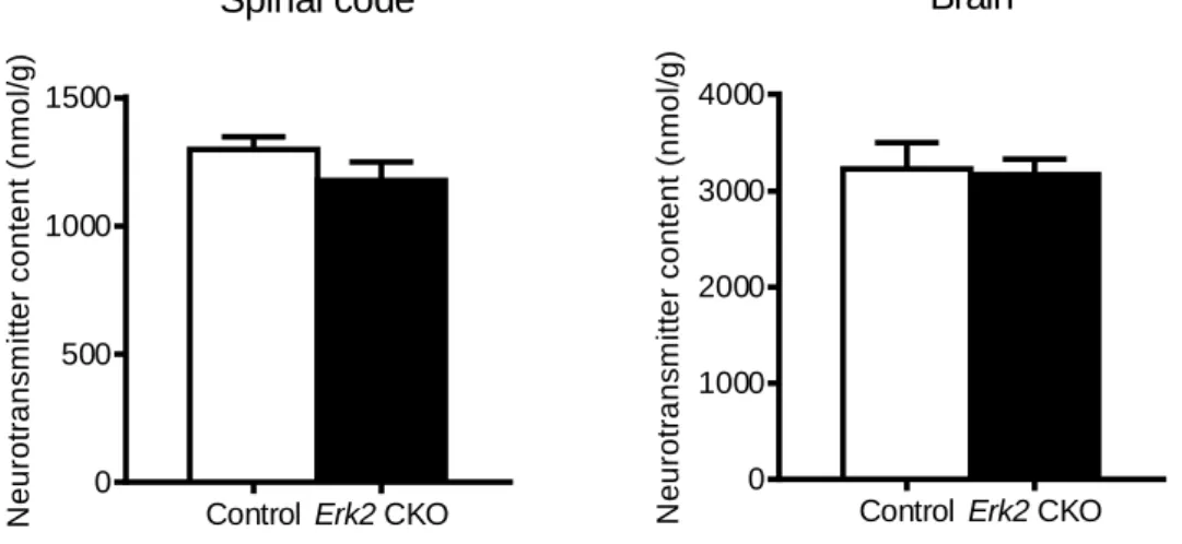 図 8  Erk2  CKO マウス群及びコントロールマウス群の脳(Brain)と脊髄(Spinal code)の GABA 濃度 