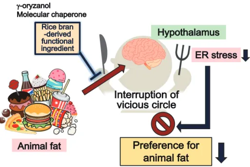 Fig. 2. Action of γ-oryzanol on the central nervous system.                                                                                                          