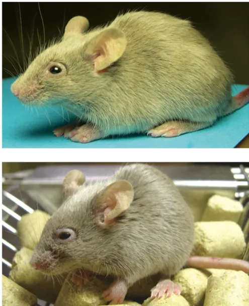 図  6：関節炎マウス全身写真 
