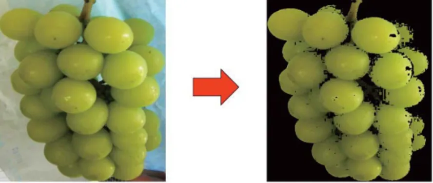 Fig. 8 Whole image processing of grapes図 より，同じ果粒を撮影したデータであったとしても Nikon 製の D は Sony 製の α に比べ色相の範囲が狭く，近似直線にズレが生じている．これはカメラの撮像素子が受け取る情報に様々な調整を行う画像処理エンジンのメーカによる特性の差が関係していると考えられる．．おわりに実験の結果により，収穫基準の糖度Brix 以上のシャインマスカットを画像から 〜 割の確率で判断できるシステムの構築は十分に可能であるという確証を得た．シ