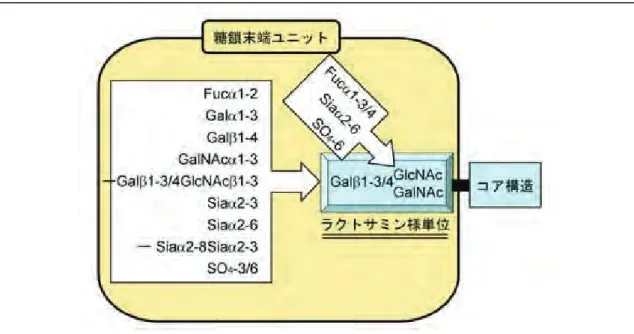 図 3-4-8．脊椎動物の糖鎖多様性はラクトサミン様構造を含む糖鎖末端ユニットによって担われ ている。  X-GalE1-3/4GlcN アセチル基を強塩基によって外し、亜硝酸分解による脱アミノ化により、グリコシド結合の開裂と 同時に環化し 2,5-アンヒドロ糖を生じさせる。新たに生じた還元末端のアルデヒド基に 2-アミノピ リジンを結合させることにより、蛍光標識された糖鎖ユニットを調製した。各段階の反応条件の至 適化と標識糖鎖の精製条件の検討を行い、蛍光標識された糖鎖末端ユニットを効率的に調製 する手法を