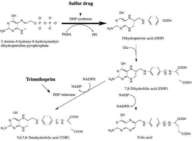 Fig. 1-5. Synthesis pathway of folic acid.  Cited from Nankodo New Yakurigaku  2nd Ed