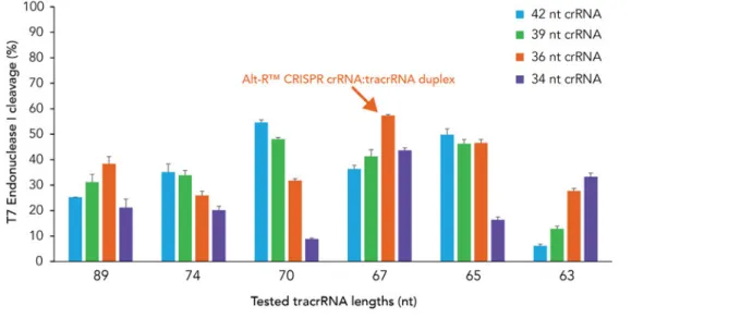 図 3　crRNA、tracrRNA 鎖長とゲノム編集の効率